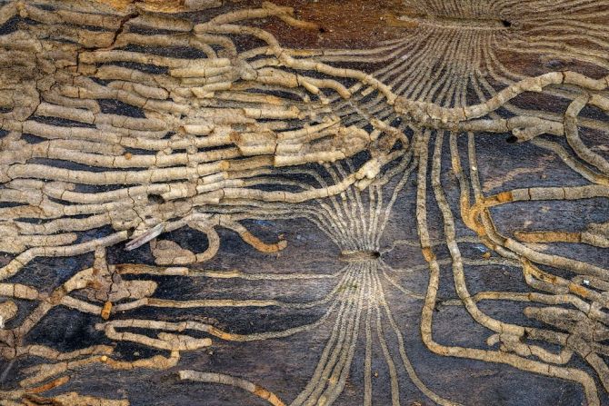 El profesor de biología jubilado Jean-Philippe Delobelle ganó la categoría de paisaje íntimo con su fotografía de una red de túneles tallados por larvas de escarabajos descortezadores en la base de un abeto muerto en los Alpes ses.