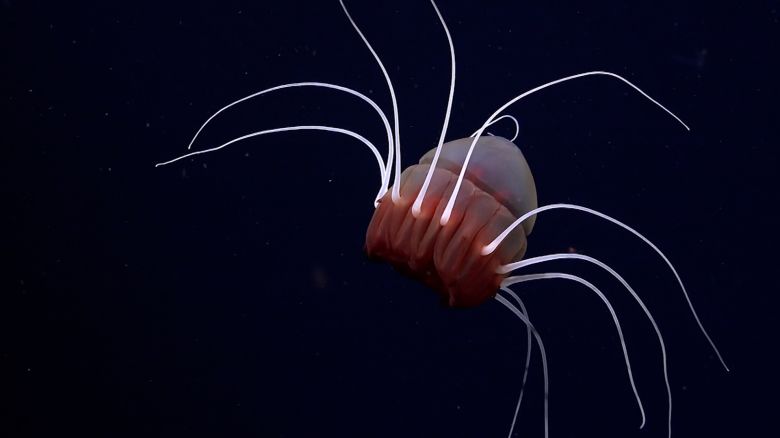 jellyfish thumb 1.jpg