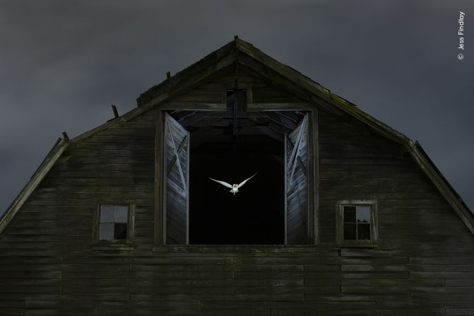 Jess Findlay captured this shot of a ghostly barn owl flying out of the hayloft window of a derelict barn outside Vancouver, Canada.