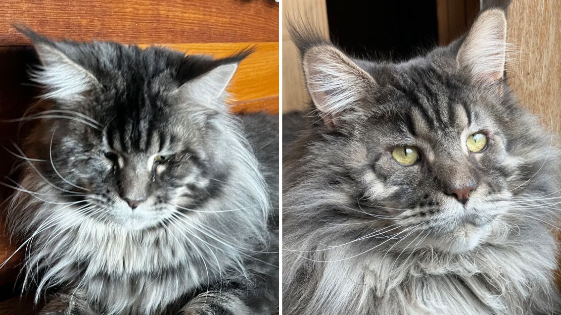 It's easy to see that Jinxy was in pain (left). After his surgery (right) he's all purrs.