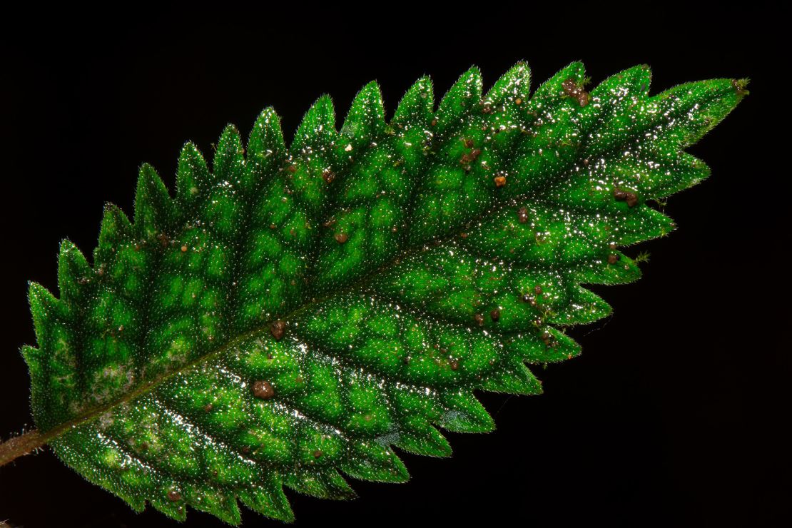 The 2-inch-high plant's deeply serrated leaves and purple-green iridescence stand out in forest fragments that remain after years of widespread clearing in the Centinela region.