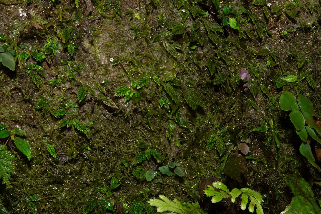 The tiny plant clings to mossy rocks in the formerly lush cloud forest. “It’s a miracle that the forests are still there. That’s why we decided to call it miraculum,” research botanist John L. Clark said.