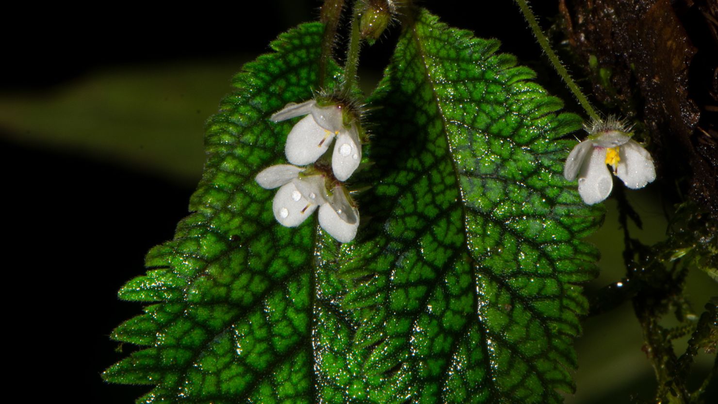 Research botanist John L. Clark of Marie Selby Botanical Gardens and his team named the plant species Amalophyllon miraculum. The tiny plant inhabits the western slopes of the Andes in Ecuador.