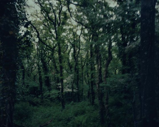 One of the forests she spent time in is Cabilla, Cornwall (pictured). The ancient woodland is at the<strong> </strong>center of a rainforest restoration project run by a charity called The Thousand Year Trust. Ten percent<strong> </strong>of proceeds from all Vestey’s print sales go towards the charity.