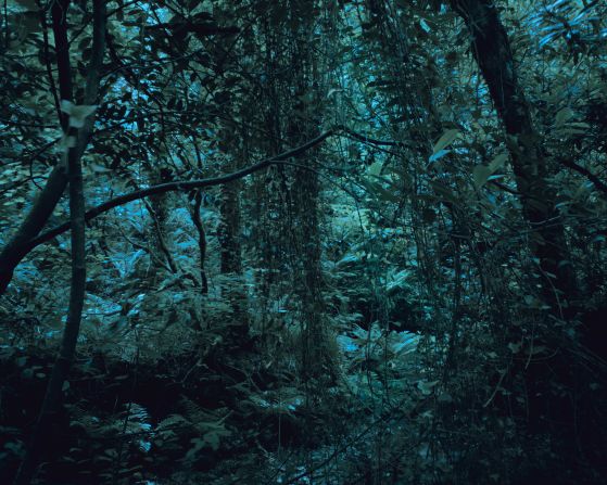 Vestey was amazed to discover her home nation had rainforests and decided she would visit and photograph the last pockets to help raise awareness of the habitats that are in urgent need of conservation. Pictured: St Nectan’s Glen, Cornwall, England.