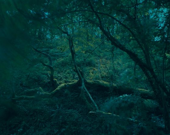 She hopes that her photographs and accompanying audio recordings could in some way recreate the experience of sitting within a forest. Pictured: Llyn Mair, Snowdonia, Wales.