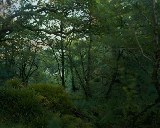 Temperate rainforest used to cover around <a  target="_blank">a fifth</a> of the UK, but today it stretches over just 1% - scattered in small fragments along the west coast where conditions are wet and mild. Pictured: Dunollie Wood, Argyll, Scotland.