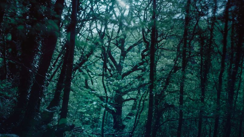 Фотограф документира последните оцелели тропически гори на Великобритания