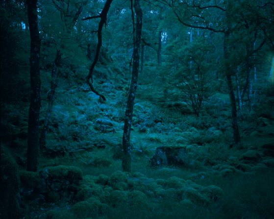 While Vestey’s work is exhibited in London, a team of researchers from the University of Exeter is testing whether the immersive art experience can provide any of the same health benefits. Pictured: Borrowdale Woods, Lake District, England.