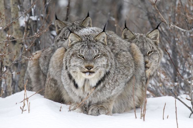 "On Watch" by John E. Marriott is a portrait of a lynx resting, with its young sheltering behind.