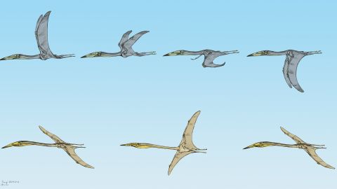Jordan-Pterosaurs-flight-flat-copy-Terryl-Whitlatch.jpg