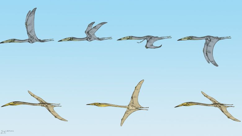 Jordan-Pterosaurs-flight-flat-copy-Terryl-Whitlatch.jpg