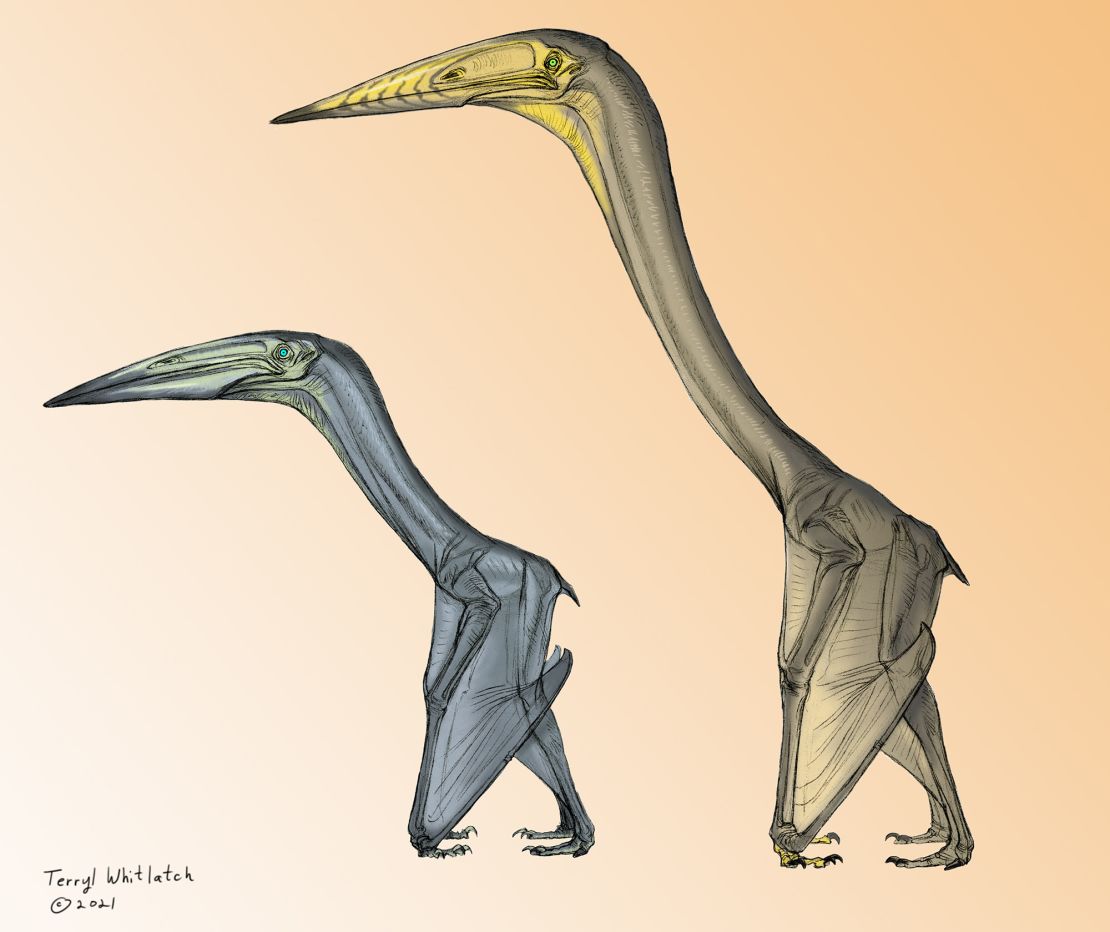 Fossils display that vast pterosaurs may just fly hundreds of thousands of years in the past | The Gentleman Report