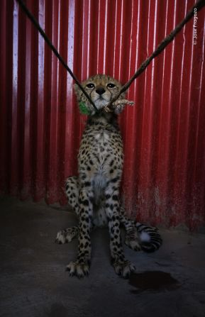 Jose Fragozo photographed this young cheetah cub waiting to be sold in Ethiopia.