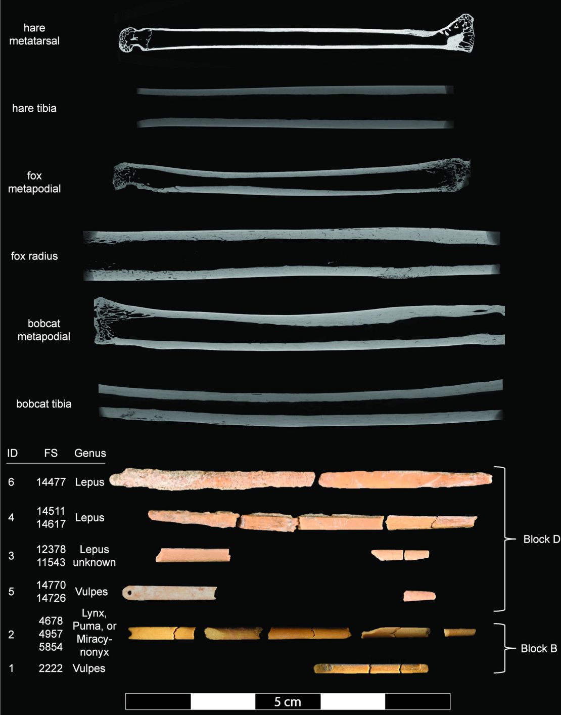 Reconstructions and Micro-CT scans reveal differences among the bones of various animal specimens.