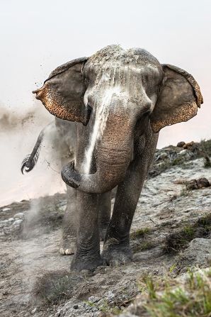 Lee Ju Shen's snap of an elephant taking a sand bath to protect it from insect bites and keep it warm was taken in Nepal. Winner, National Awards.