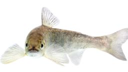 When the drug clobazam accumulates in Atlantic salmon's brains, migrating juvenile fish reach the ocean sooner, a new study found. A juvenile salmon is shown in May 2019.