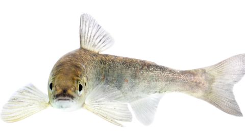 When the drug clobazam accumulates in Atlantic salmon's brains, migrating juvenile fish reach the ocean sooner, a new study found. A juvenile salmon is shown in May 2019.