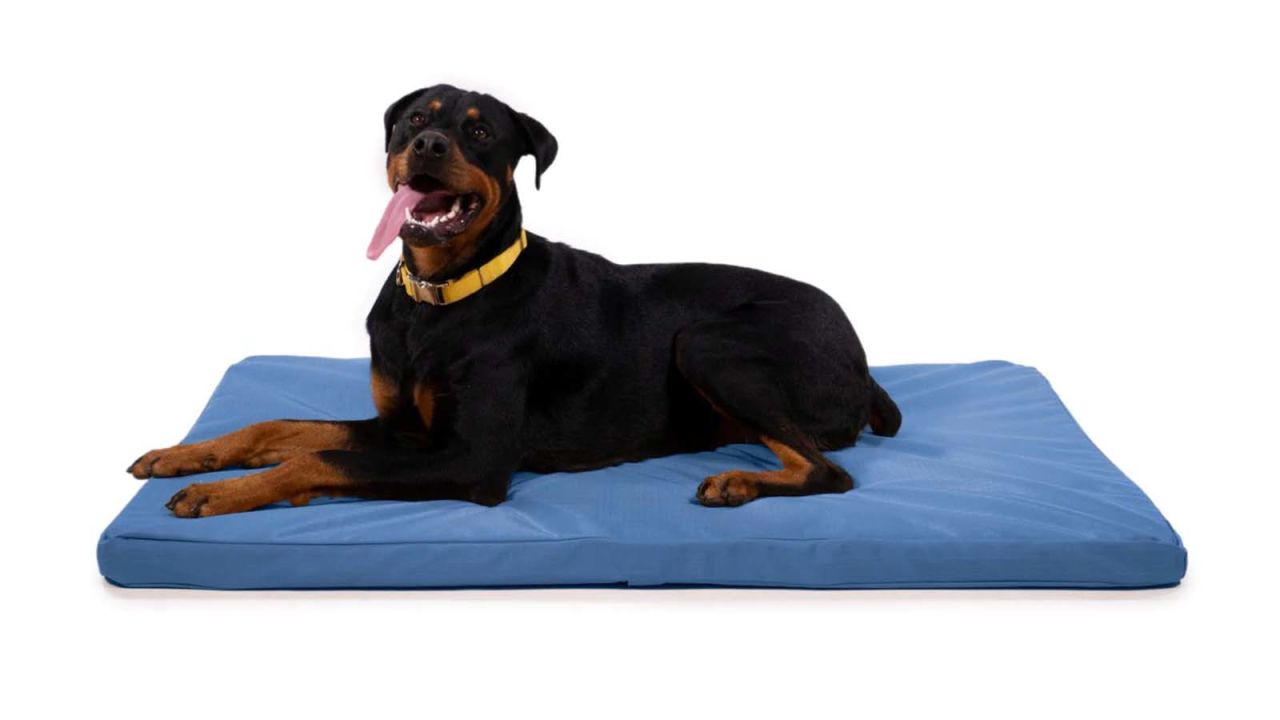 The 15 best dog beds of 2024 from elevated to chew-proof