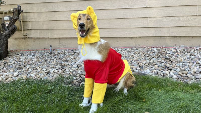 Editors 47 favorite pet Halloween costumes CNN Underscored