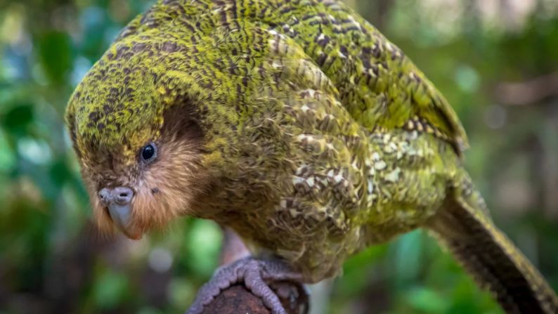 El kakapo es el único loro del mundo que no puede volar. Esta ave grande y nocturna de Nueva Zelandia se fue diezmando a lo largo de los años, luego de que la colonización europea de la región introdujera animales depredadores. Para 1995 solo quedaban unos 50 ejemplares, pero la cría en cautiverio ha ayudado a hacer crecer el número a más de 200.