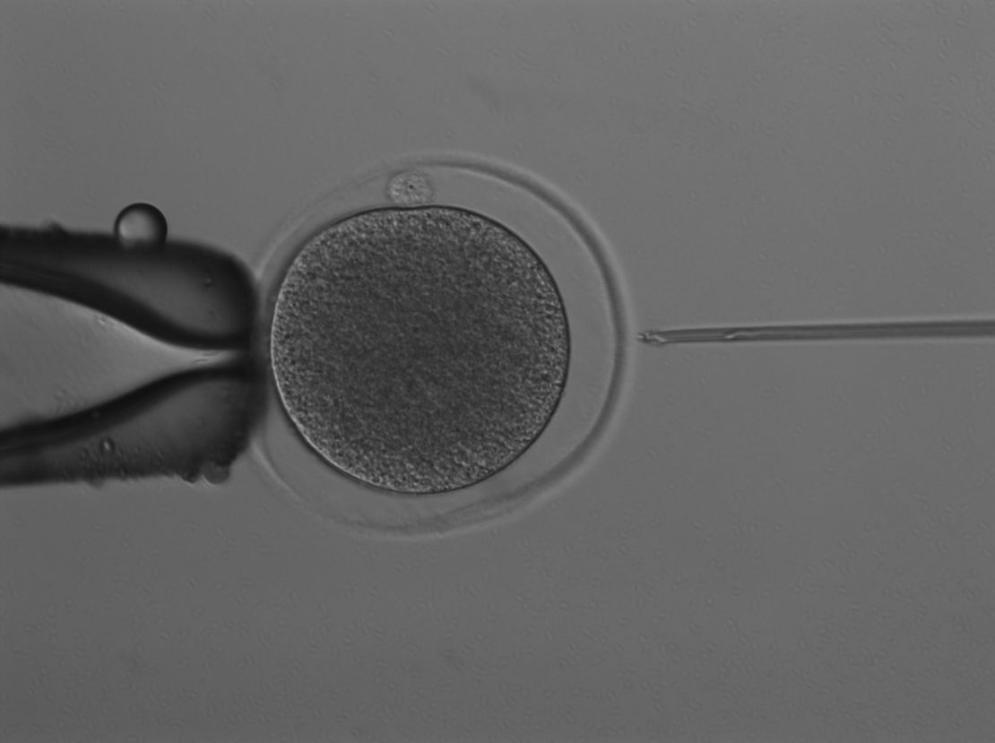 Scientists injected a single sperm directly into a mature egg, using a technique known as intracytoplasmic sperm injection.