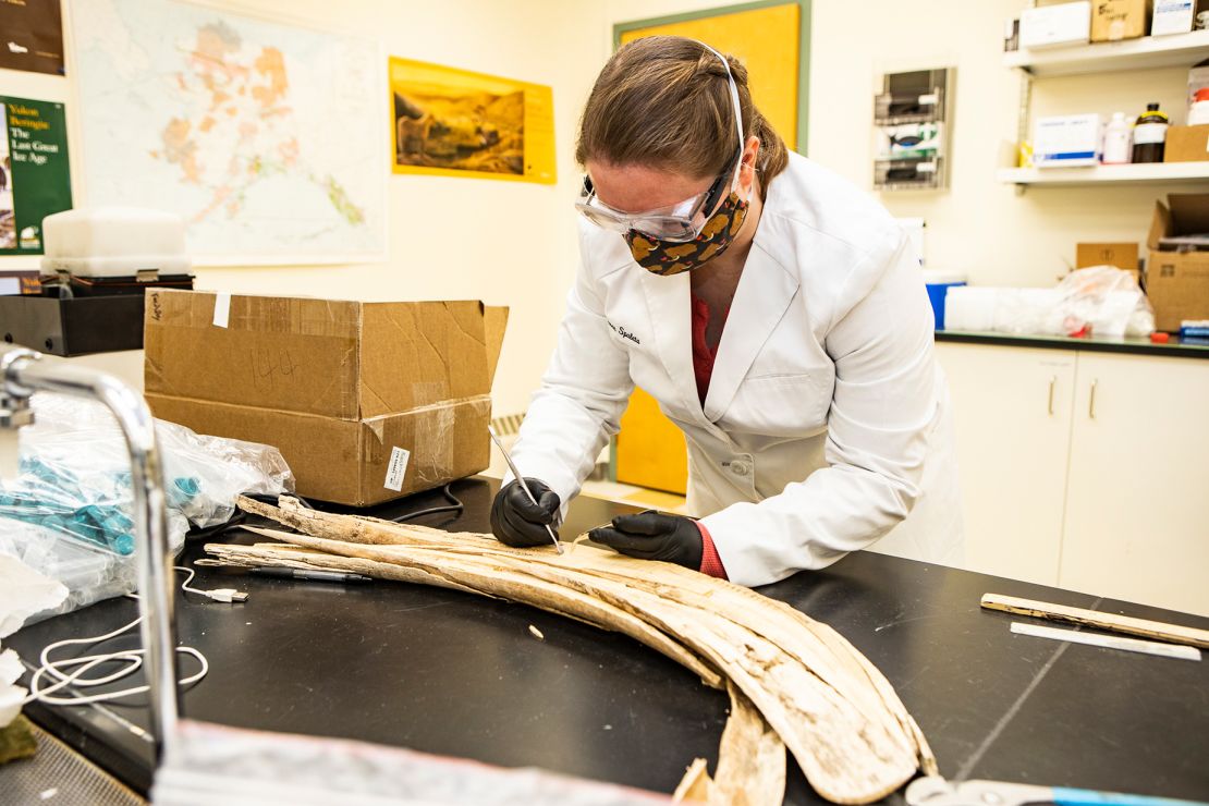 Karen Spaleta, one of the new study's coauthors, takes a sample from a mammoth tusk found at Alaska's Swan Point archaeological site. She is deputy director of the Alaska Stable Isotope Facility.