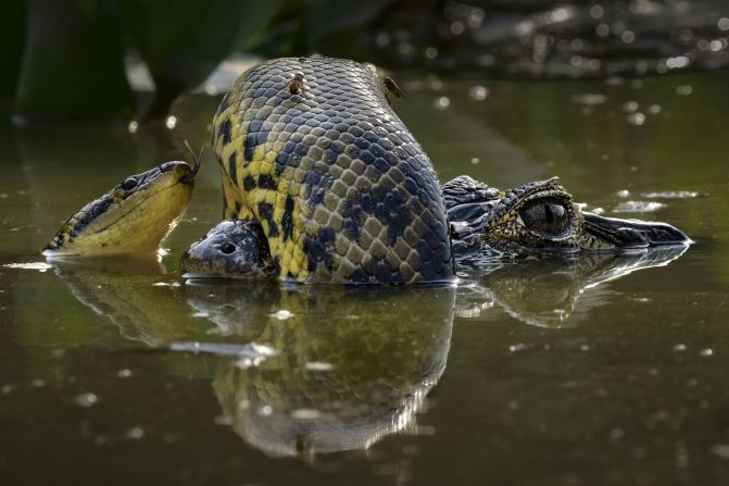 A yellow anaconda coils around the snout of a yacaré caiman in this image by Karine Aigner, taken in Mato Grosso, Brazil.