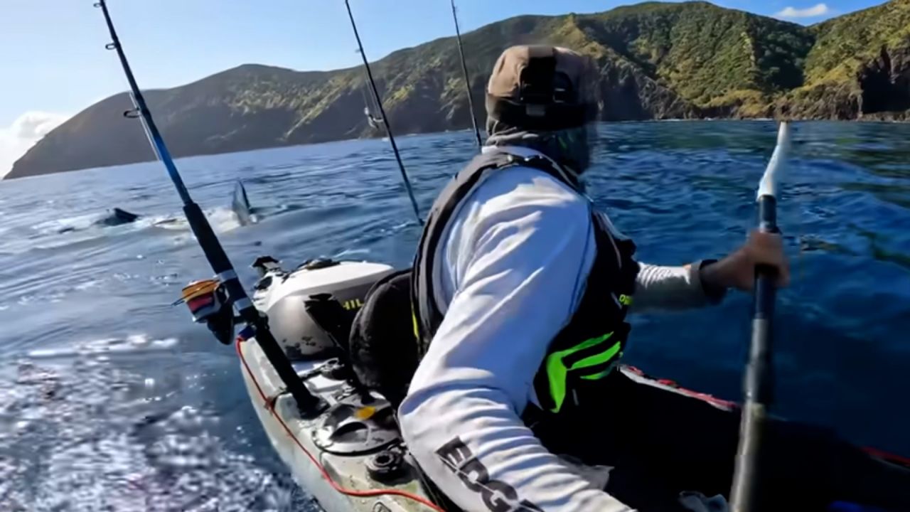 KayakGreatWhiteShark_01.jpg