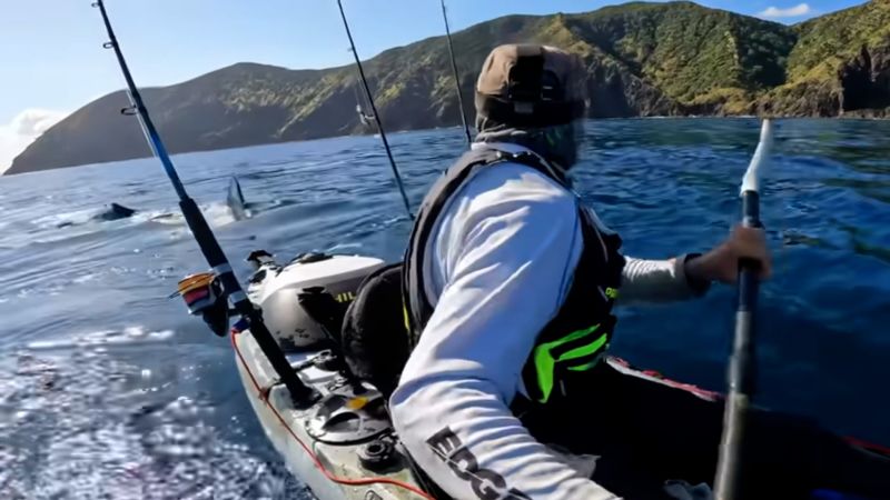 Great White Shark Encounters Surge in New Zealand, Florida, Hawaii