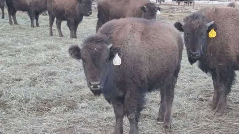 KCNC CO newest ralphie 100925 ATN.jpg