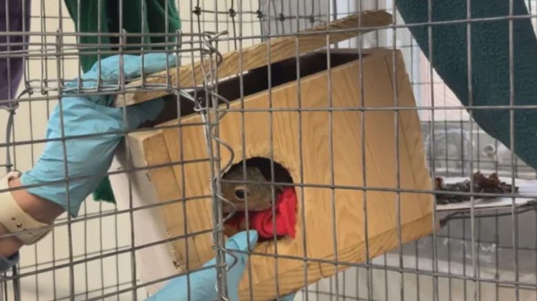 kcnc wildlife rehab 111625 ATN.jpg