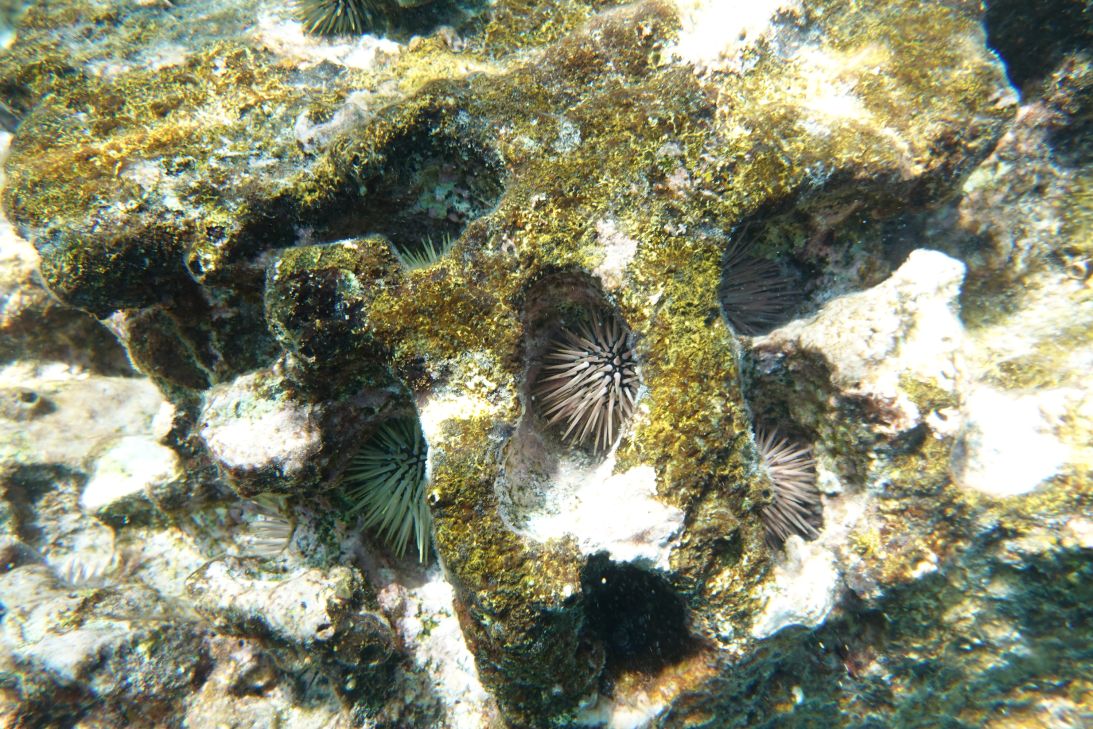 Echinometra mathaei, the most abundant sea-urchin species in Hōnaunau Bay. Urchins are eroding the reef.