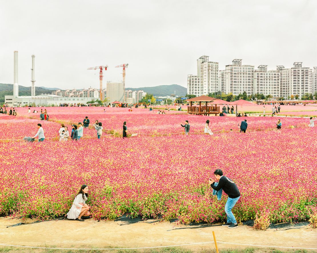 At a public park in the South Korean city of Yangju, visitors take photos at a festival dedicated to the vibrant globe amaranth flower, which is known for its resilience and colorful blooms.