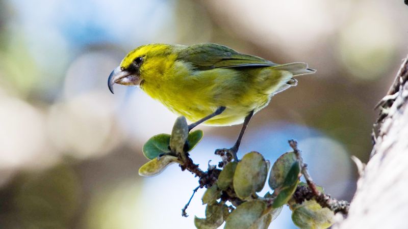 Hawaii, in bid to save rare bird species, is dropping genetically modified mosquitoes into its forests