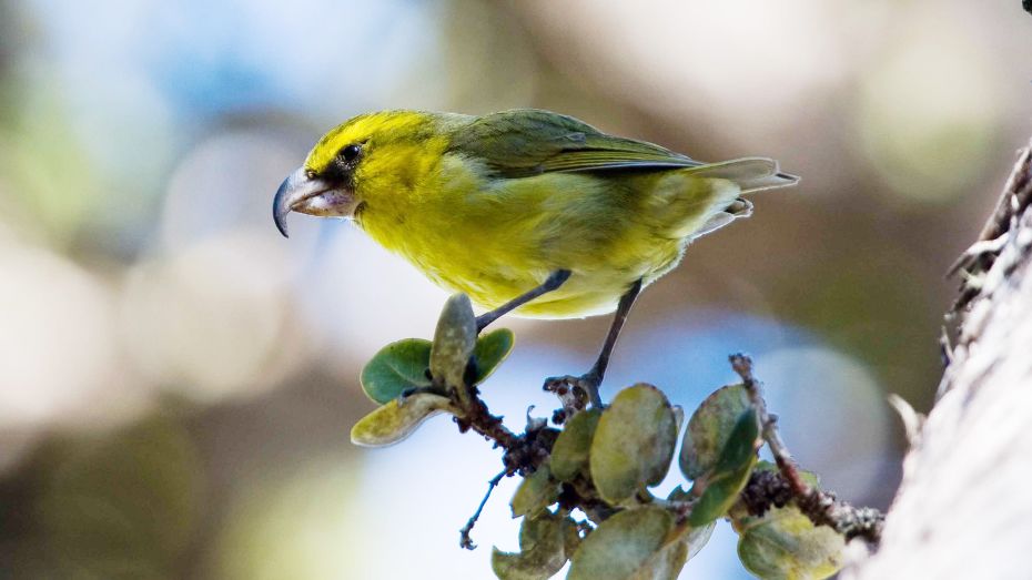 Thousands of mosquitoes are being dropped by drone over islands in Hawaii. Here’s why