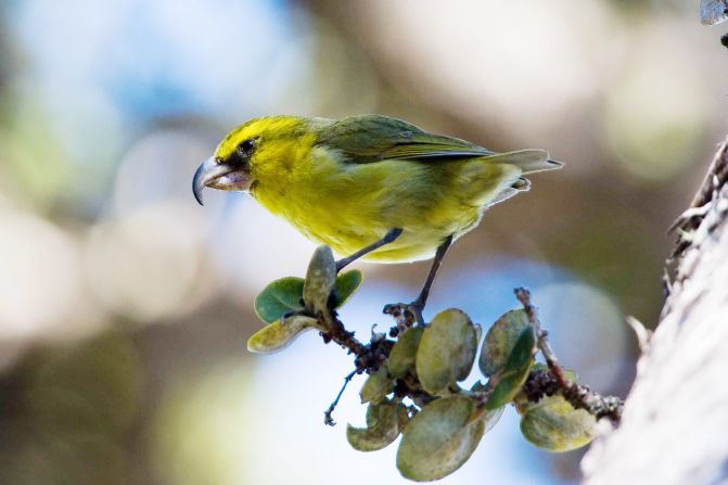 The <a href="https://dlnr.hawaii.gov/wildlife/birds/kiwikiu/" target="_blank">kiwikiu</a> (pictured), a small Hawaiian honeycreeper endemic to Maui, is critically endangered. Populations of it and other honeycreeper species on the islands have been wiped out by<strong> </strong>avian malaria, a disease spread by mosquitoes which the birds have no resistance to. <strong>Scroll through the gallery to see more.</strong>