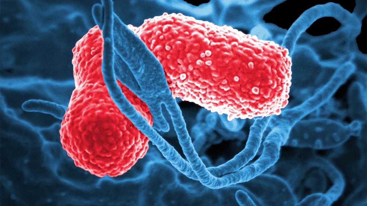 Bacteria Klebsiella