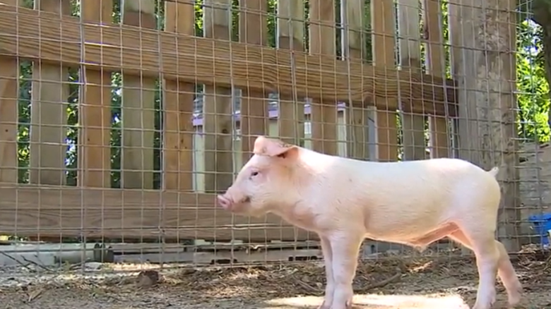 KMBC piglet 0702.png
