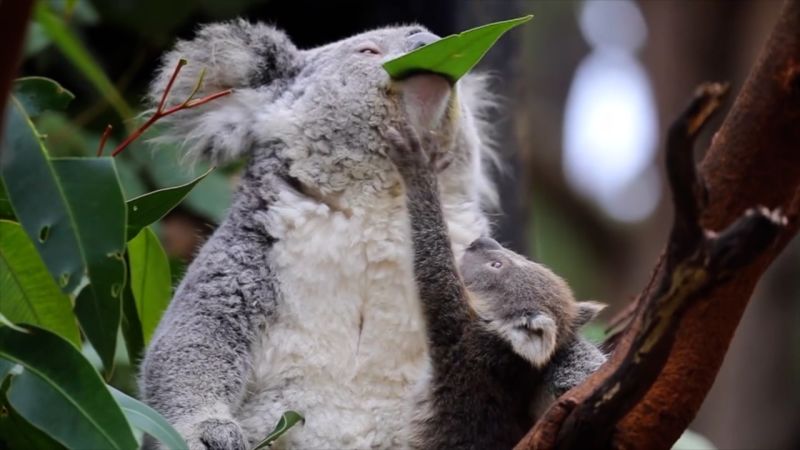 https://media.cnn.com/api/v1/images/stellar/prod/koala-20250910132418234.jpg?c=16x9&q=w_800,c_fill