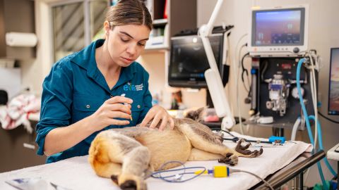 Researchers at Australia's University of the Sunshine Coast took more than a decade to develop the vaccine.