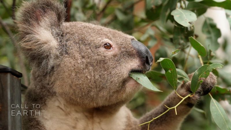 Hope for koalas after bushfires