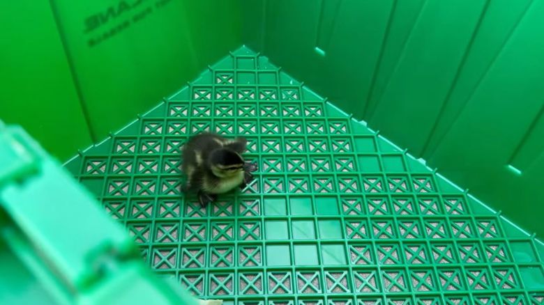 KRDO Duckling.jpg