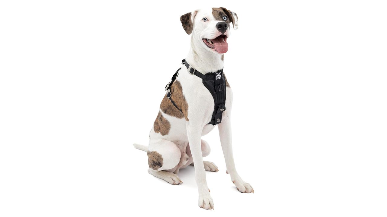 Kurgo Dog Car Harness cnnu.jpg