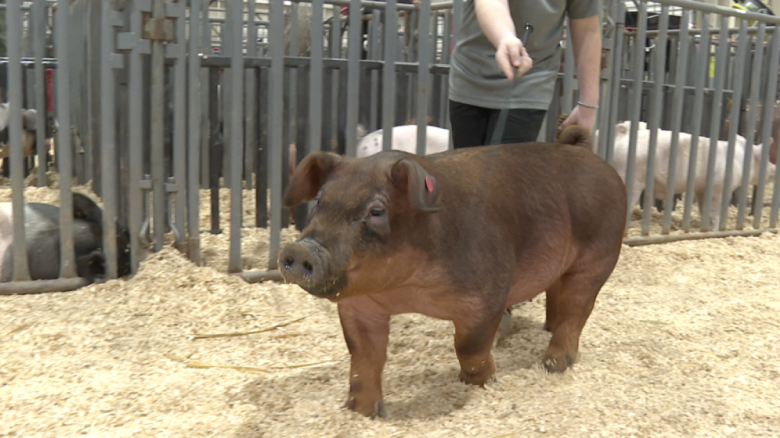 KXXV PIG.png
