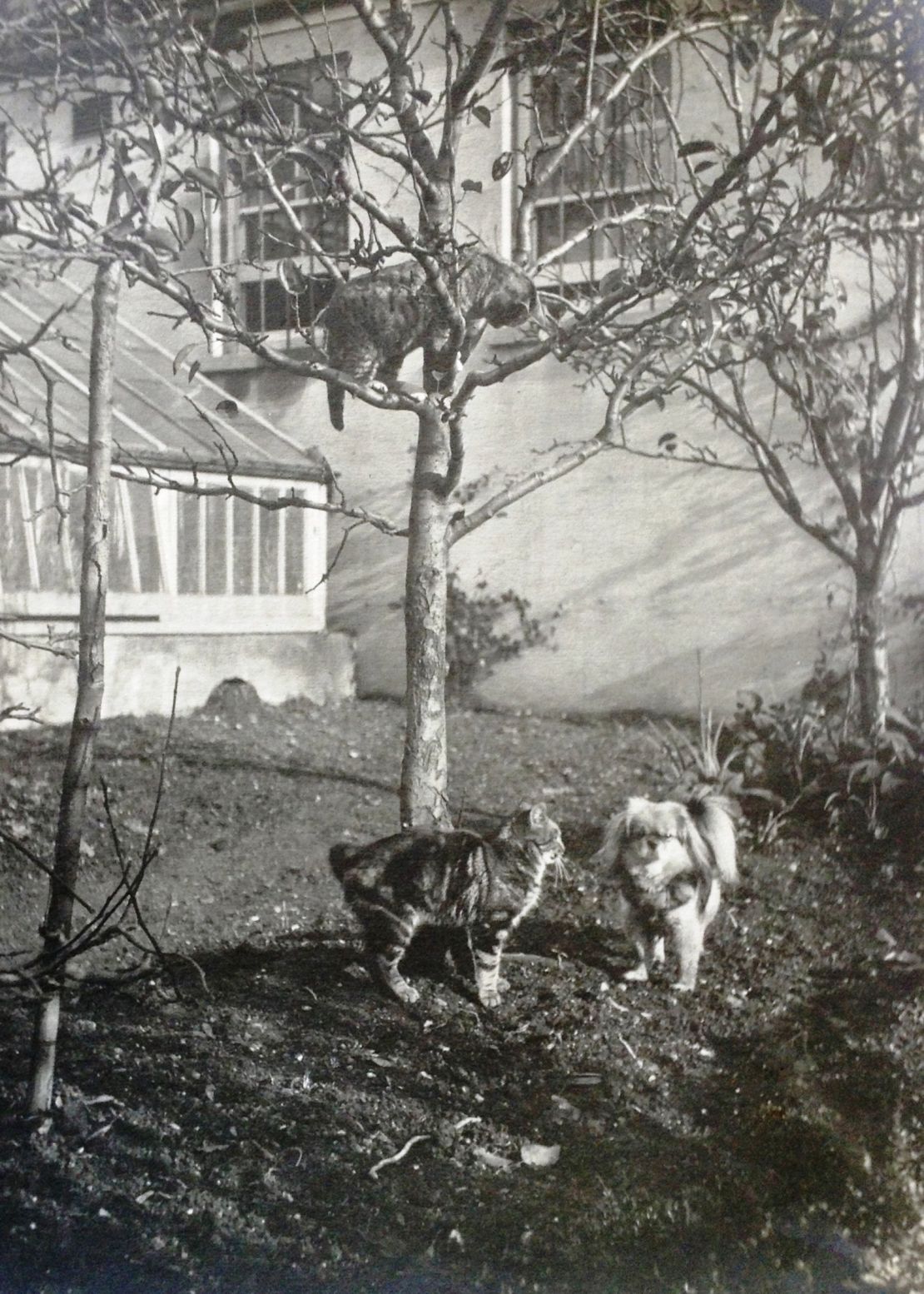 Kylin the Pekingese dog, who lived from 1909 to 1924, pictured with some cats in the gardens of Preston Manor in Brighton and Hove, UK.