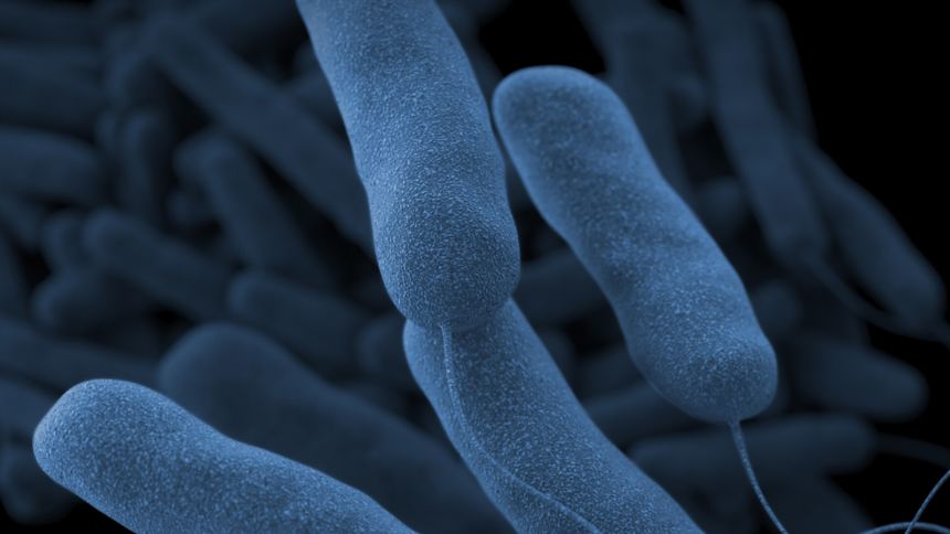Legionnaires’ disease, a form of severe pneumonia, is caused by the Legionella bacteria.