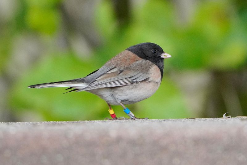 Исследования показывают, что темноглазая певчая птица-джунко претерпела традиционную эволюцию в то время, когда кампусы колледжей были закрыты во время пандемии Covid-19». класс=