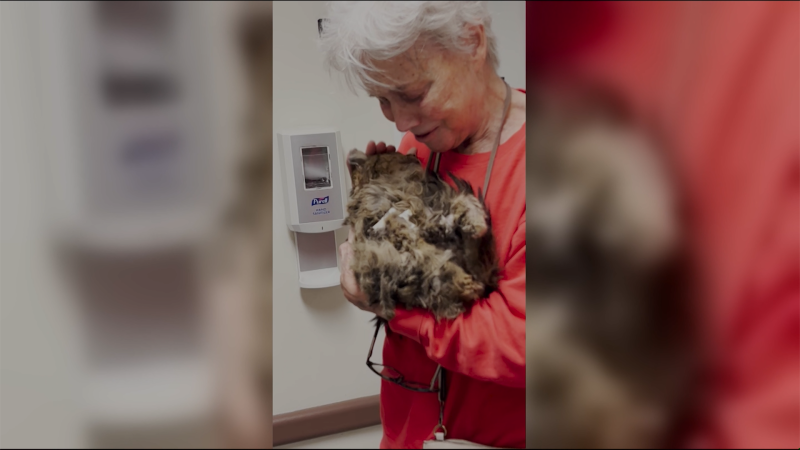 Cat reunited with 82-year-old owner two months after surviving LA wildfires