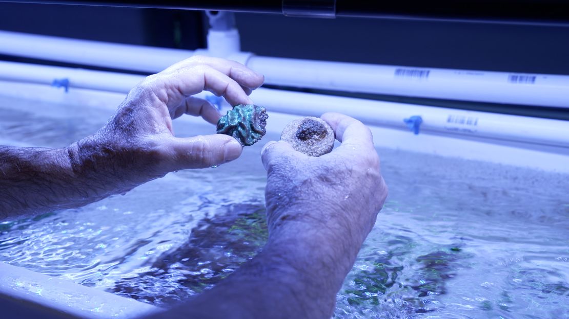 Associate professor Diego Lirman holds up two small corals growing in his lab's nursery. The coral in his right hand will grow to the size of the coral in his left hand in about three months, he says, and then will be ready to plant onto a reef.